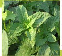Green Callaloo Vegetable Planting Seeds