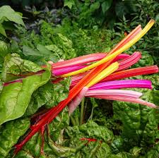 Rainbow Swiss Chard Seeds for Planting