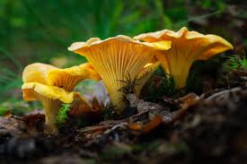 Girolle Mushroom Seeds for Planting  Premium Vegetable Seeds