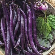 Purple Bush Bean Seeds for Vegetable Planting