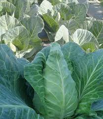 Green Collard Vegetable Seeds for Planting