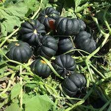 Black Pumpkin Vegetable Seeds for Planting