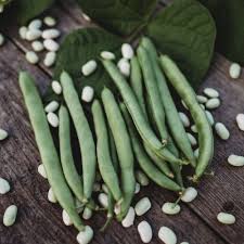 White Tarbais Bean Seeds for Garden Planting