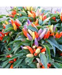 Ornamental Pepper Flower Seeds Mix, Planting