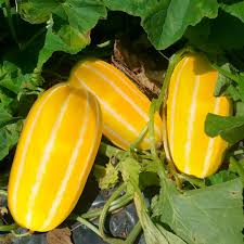Gold Neungju Vegetable Seeds for Planting