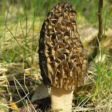 Morchella Esculenta Mushroom Seeds for Planting
