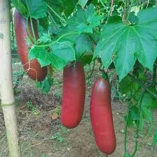Cassabanana Vegetable Seeds for Gardening