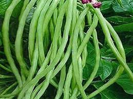 Green Snap Bean Seeds for Planting