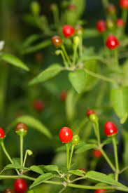 Pequin Vegetable Planting Seeds