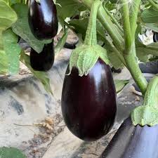 Ophelia Eggplant Vegetable Seeds for Planting