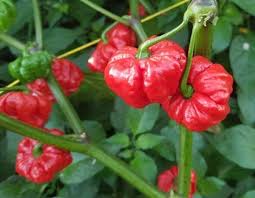 Hurt Berry Pepper Seeds for Planting