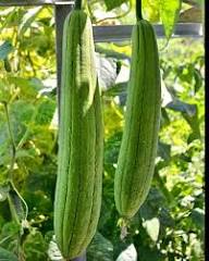Luffa Vegetable Seeds for Planting