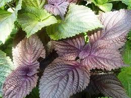 Mixed Perilla Seeds for Planting