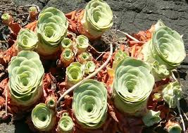 Green Aeonium Greenovia Seeds for Easy Planting