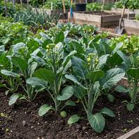 Green Yu Choy Sum Seeds for Planting - Premium Vegetable Seeds