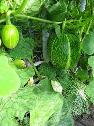Green Malabar Gourd Seeds for Planting - Premium Vegetable Seeds