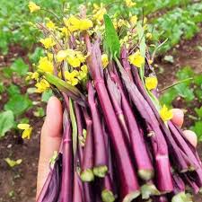 Purple Kosaitai Vegetable Seeds for Planting