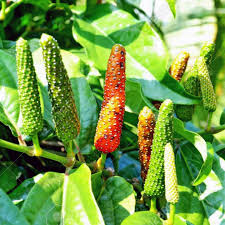 Longum Pepper Vegetable Seeds for Easy Planting