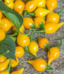 Yellow Biquinho Pepper Planting Seeds - Vibrant Fruit for Your Garden