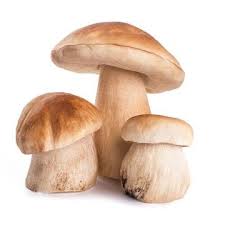 Brown Mushroom Seeds for Planting  Premium Vegetable Seeds