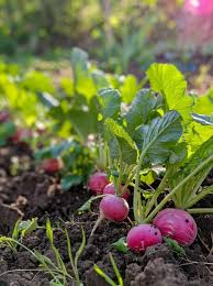 Seventop Turnip Planting Seeds - Seed for Abundant Harvest and Fast-Growing Vegetables, Ideal for Home Gardens and Farms