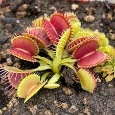 Mixed Venus Fly Trap Flower seeds for Planting - Garden Favorite, Heirloom & GMO Free Seeds for Home Garden