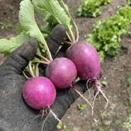 Seventop Turnip Planting Seeds - Seed for Abundant Harvest and Fast-Growing Vegetables, Ideal for Home Gardens and Farms