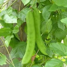 Sword Bean Vegetable Planting Seeds
