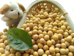 Brown Edible Soybean Seeds - 1 Planting Seeds