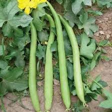 Green Long Melon Vegetable Seeds for Easy Planting