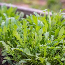 Arugula Seeds for Planting