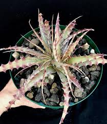 Hechtia Sp Tehuacan Flower seeds for Planting - Pollinator Friendly, Heirloom & GMO Free Seeds for Home Garden