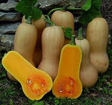 Yellow Butternut Vegetable Seeds Planting