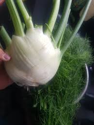 White Florence Fennel Vegetable Seeds for Planting