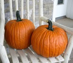 Amish Pie Squash Seeds for Easy Planting