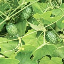 Green Cucamelon Vegetable Seeds for Planting