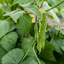 Green Tepary Bean Planting Seeds - Vegetable Garden Seeds