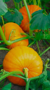 Vegetable Pumpkin Seeds Collection for Easy Planting