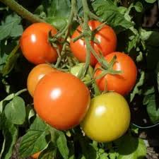 Yellow Red Tomato Vegetable Seeds for Gardening