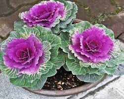 Pink Kale Vegetable Seeds for Planting