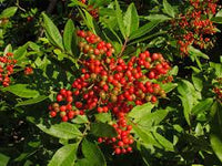 Terebinthifolius Seeds for Planting | Mixed Varieties