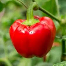 Sweet Pepper Seeds for Planting  Vibrant Vegetables for Your Garden
