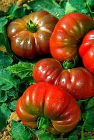 Red Costoluto Tomato Seeds for Vegetable Gardening - Easy Planting