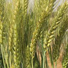 Guide to Planting Green Wheat Seeds