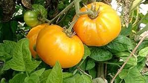 Big Yellow Tomato Seeds for Home Planting
