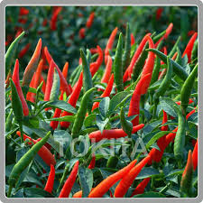Red and Green Chili Vegetable Planting Seeds
