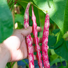 Pink & White Pinto Bean Seeds for Planting