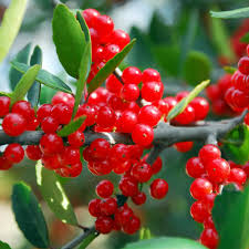 Red Ilex Vomitoria Yaupon Holly Tree Seeds for Planting  Perennial Garden Essential
