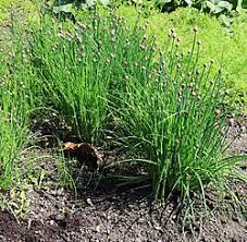 Chive Seeds for Home Planting