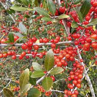 Red Ilex Vomitoria Yaupon Holly Tree Seeds for Planting  Perennial Garden Essential